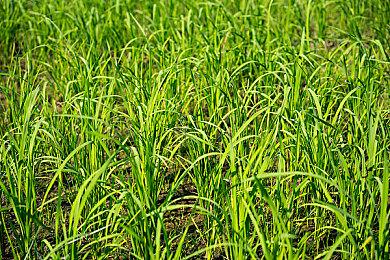 Roguelike卡牌冒险《航海奇闻2：传承》Steam页面上线 支持中文