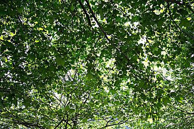 《帝国时代4：周年版》11月4日登陆PS5平台